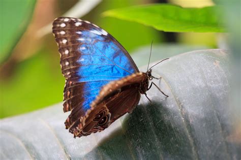 Blue morpho butterfly facts blue morphos have a characteristically slow, wobbling, flight. Blue Butterfly Free Stock Photo - Public Domain Pictures