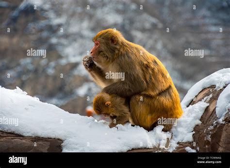 Monkey play area hi-res stock photography and images - Alamy