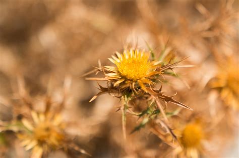 Pin By Kristine On Shades Of Brown And Yellow Flowers Plants Spiky