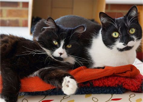 Kitty may be fiv positive or carry other diseases. Ways to Keep Your Cat Warm this Winter