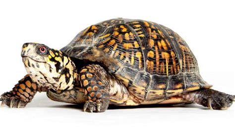 With a median life span of 10.5 years and an expected range of 9 to 12 years, one does not expect a boxer dog to live far into his teens. Box Turtle Lifespan - How Long Do Box Turtles Live?