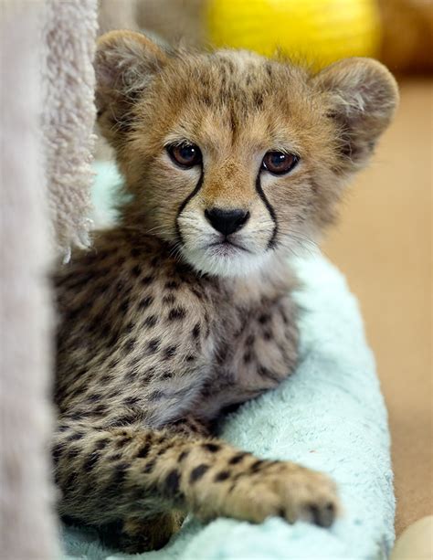 Baby Cheetah Cute Love Quotes Funny Pinterest
