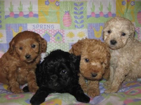 Well you're in luck, because here they come. Cockapoo Babies (With images) | Cockapoo puppies, Puppies ...