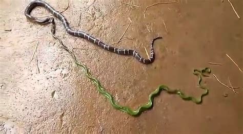 Gigantic Snake Regurgitates Another Serpent In Kannur Daily Mail Online