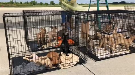 There are a number of reputable frenchie rescue organizations throughout the usa. 23 French bulldog puppies rescued from Texas brought to ...