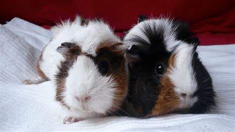 Silkie Guinea Pig Breed Guide A Detailed Guide For Sheltie Guinea Pig