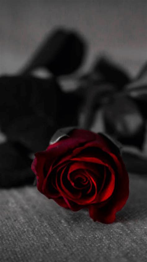 Aesthetic Black And Red Rose Wallpaper Wallpaper Hd New
