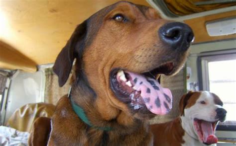 Why Do Dogs Have Spotted Tongues Our Fit Pets