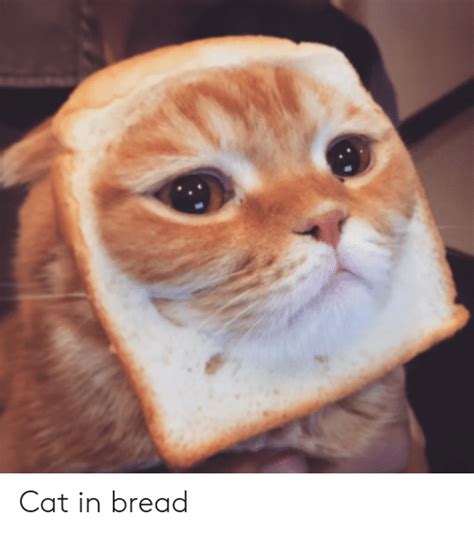 Cat With Bread On Face