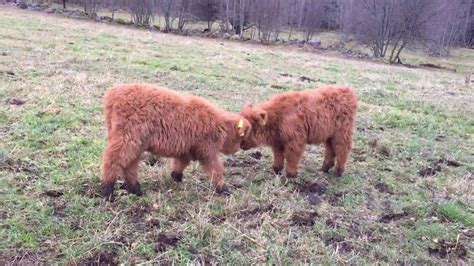 Scottish Highland Cattle In Finland Playful Fluffy Calves Oliivi And