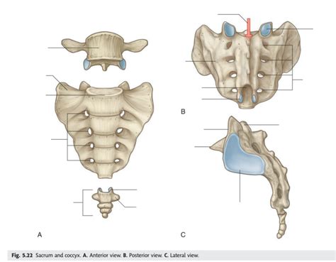Sacrum And Coccyx A Anterior View B Posterior View C Lateral View