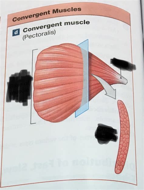 Convergent Muscle Diagram Quizlet
