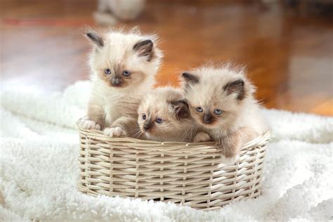 How Much Does A Ragdoll Cat Cost 2024 Price Guide