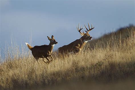 The Chase Whitetail Deer Buck And Doe Photograph By Tom Reichner