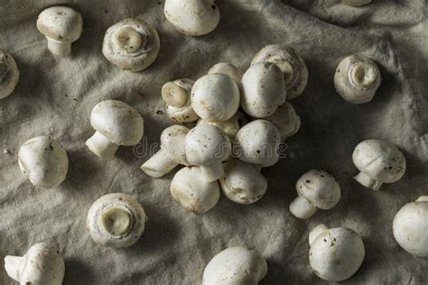Raw Organic White Button Mushrooms Stock Photo Image Of Tasty Ripe