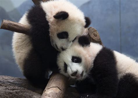 Giant Panda Cubs Born At Toronto Zoo Toronto Star