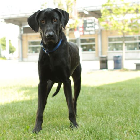 Labradane Great Dane Lab Mix Info Puppies And Pictures