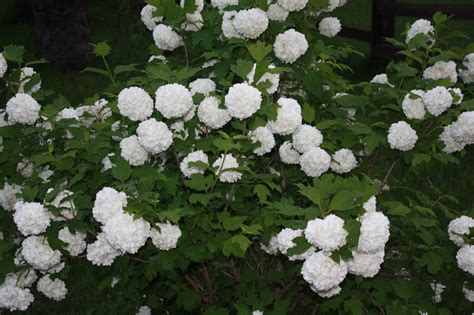 But to have a garden, one needs plants, and to grow healthy plants, one definitely needs healthy seeds. Once Upon a Family: Snowball Bush