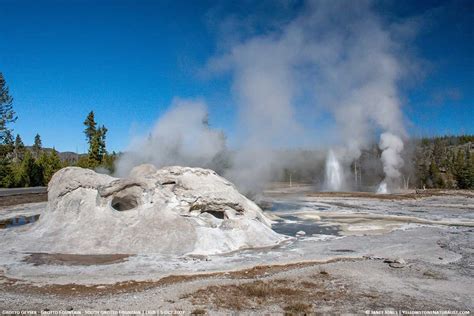 Get To Know Grotto Geyser Yellowstone Naturalist