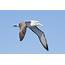Albatross Seabird Bird Birds Wallpapers HD / Desktop And Mobile 