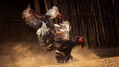 Two Men Killed By Knife Wielding Roosters As Indias Cockfighting Gets Out Of Hand World News