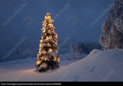 Weihnachtsbaum Im Schnee Winter Stockfoto 4996389 Bildagentur