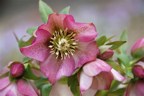 What perennials do well in pots? Plants That Thrive in Full Shade | Lenten rose, Dry shade ...