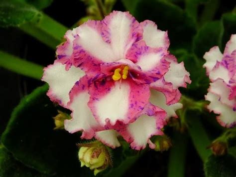 Dear african violet friends and fans, please mark your calendars. Chimera 縞花 十字花目錄 - 沃野螢花-非洲紫羅蘭 Freya's African Violet ...