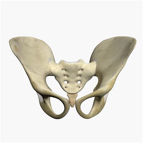 Anatomical 3d Human Models Pelvis