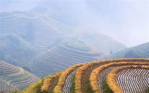 Rice Growing On Terraced Fields On Mountain Slopes Longsheng China