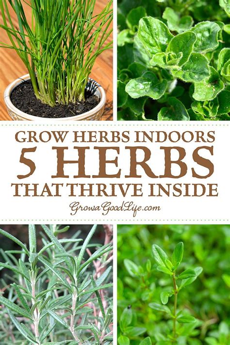 Famous Perennial Herbs To Grow Indoors Ideas Herb Garden Planter