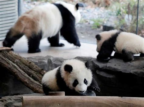 Berlin Zoos Panda Twins Take Their First Public Tumbles News Photos