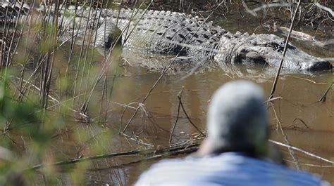 Massive Alligator Spotted In Arkansas River
