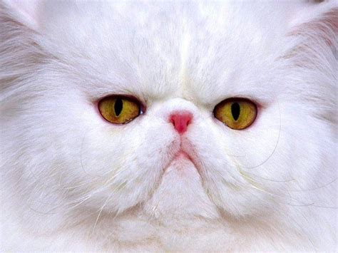 White Persian Cat Wallpapers Hd Desktop And Mobile Backgrounds