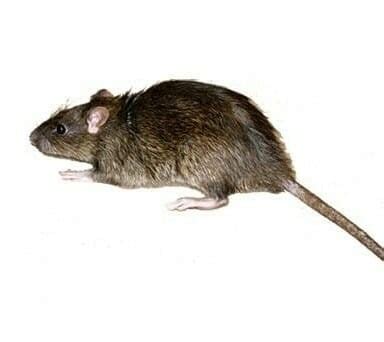Mar 29, 2018 · native to africa, giant rat's tail grass is a long, upright grass that forms large tussocks. Norway Rat Identifcation And Control