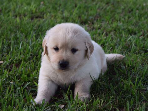 The golden retriever is an excellent choice for a family pet the breeder, using a proprietary brand of wormer should have wormed your puppy at least three times. Alpha Golden Retrievers - Dog Breeders - Sealy, TX