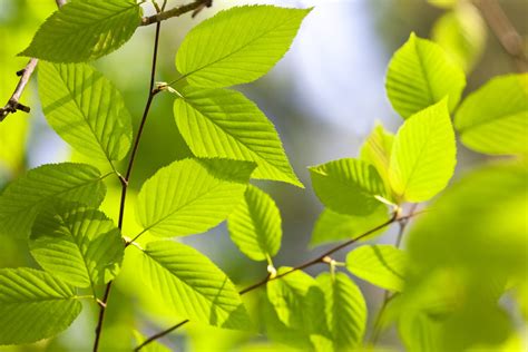 How To Grow And Care For American Beech Trees