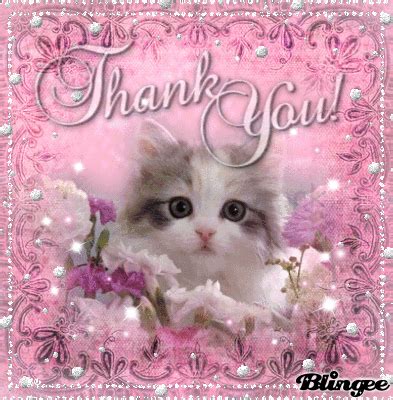 5,250 funny cats + cute kittens • 100% original content • daily creations. Thank You Picture #129208980 | Blingee.com