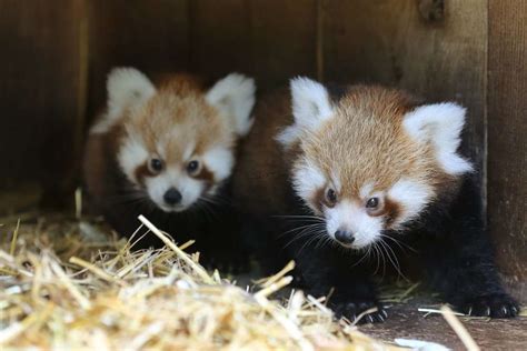 En Photos La Naissance De Deux Bébés Pandas Roux Au Zoo De Pessac