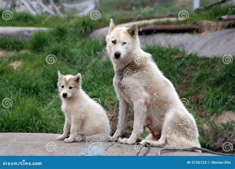 Sled Dog With Puppy In Ilulissat Stock Image Image Of Land Dogs 5726123