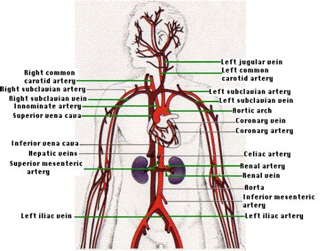 These vessels transport blood cells, nutrients, and oxygen to the tissues of the body. 15.3A: Anatomy of Human Circulatory System - Biology LibreTexts