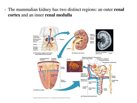PPT - Kidney Functions PowerPoint Presentation, free download - ID:5610160