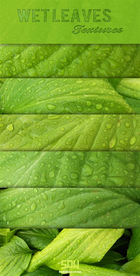 Free High Res Wet Leaf Texture Pack By Sdwhaven On Deviantart