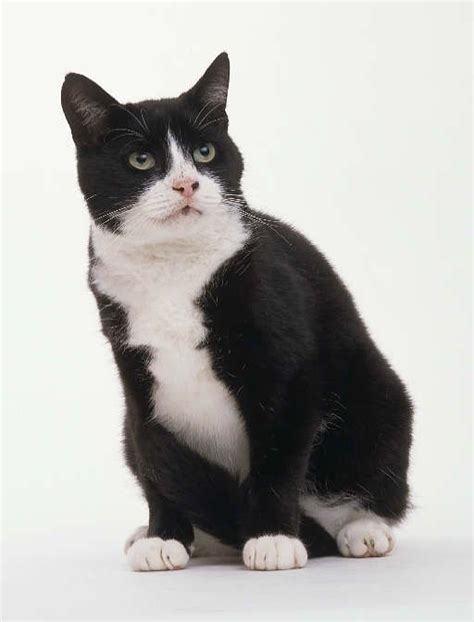 Black And White British Shorthair Cat British Shorthair