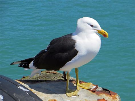 Sconzani Birds Of New Zealand Part Two Seabirds