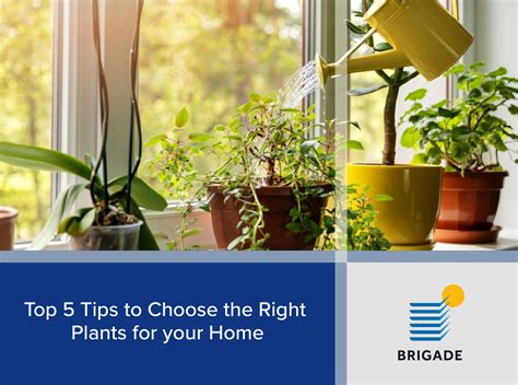 5 Tips To Choose The Right Plants For Your Home