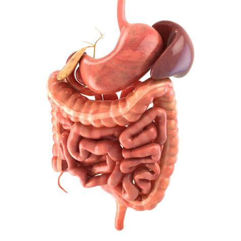 3d Model Of Human Digestive System Animated Best Of 3d Models