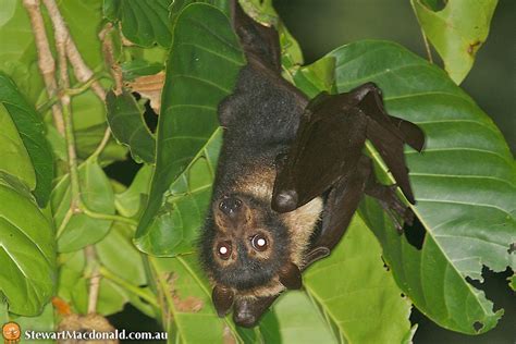 Spectacled Flying Fox Pteropus Conspicillatus Spectacled Flickr