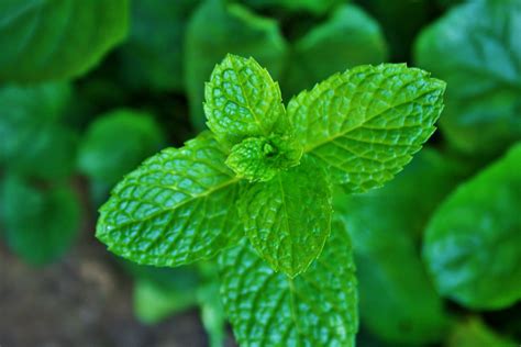 Feuilles de menthe Photo stock libre