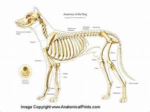 Canine Skeleton Poster Clinical Charts And Supplies